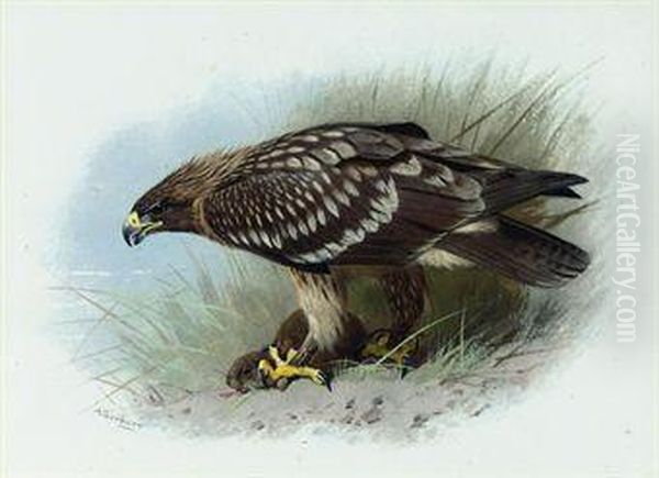 Spotted Eagle - view 1