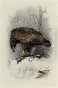White-tailed Or Sea Eagle by Archibald Thorburn