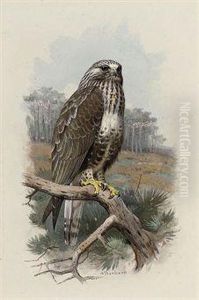 Rough-legged Buzzard by Archibald Thorburn