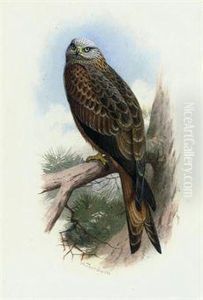 Kite by Archibald Thorburn