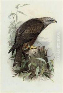 Black Kite by Archibald Thorburn