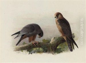 Red-footed Falcon by Archibald Thorburn