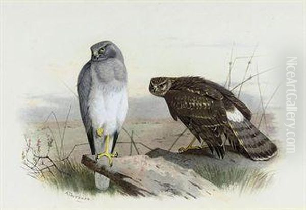 Hen-harrier - view 1
