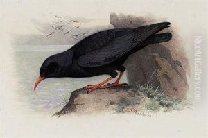 Red-billed Chough by Archibald Thorburn
