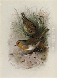 Robin Robin