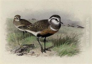 Dotterel by Archibald Thorburn