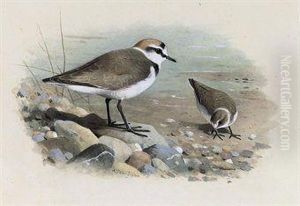 Kentish Plover