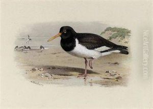 Oyster-catcher Or Sea-pie by Archibald Thorburn