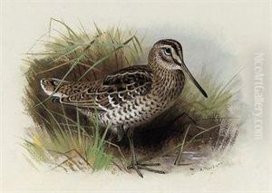 Great Or Solitary Snipe