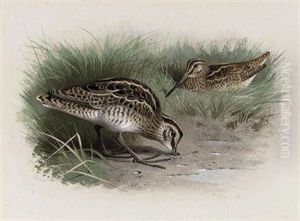 Common Snipe by Archibald Thorburn