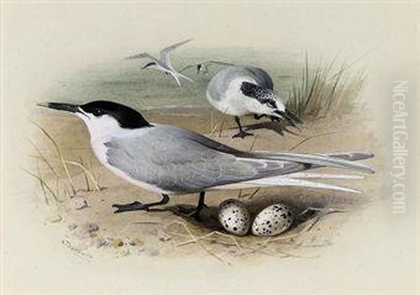 Sandwich Tern - view 1