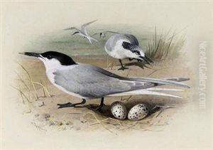 Sandwich Tern by Archibald Thorburn