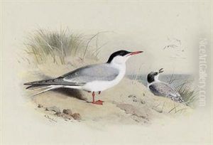 Common Tern by Archibald Thorburn