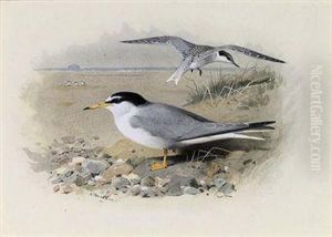 Little Tern Little Tern