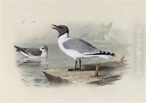 Sabine's Gull by Archibald Thorburn