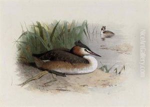 Great Crested Grebe by Archibald Thorburn