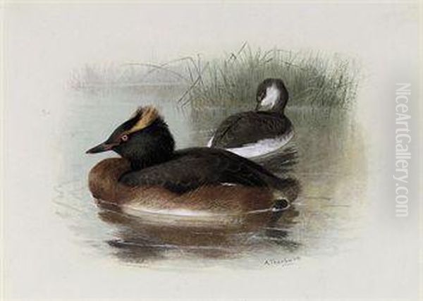 Lesser Crested, Horned, Or Sclavonian Grebe - view 1