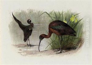Glossy Ibis Glossy Ibis