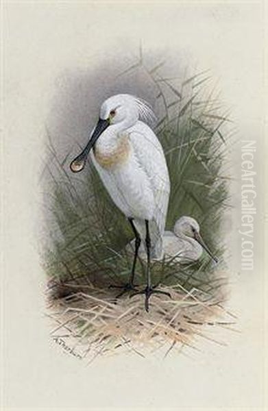 Spoonbill - view 1