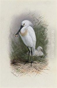 Spoonbill by Archibald Thorburn