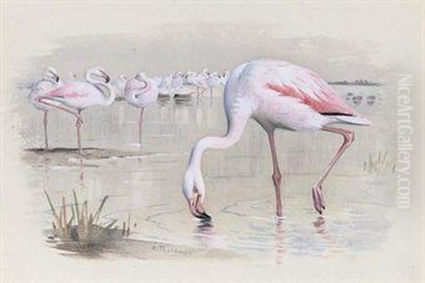 Flamingo - view 1