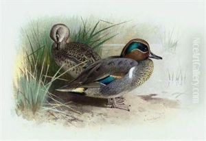 American Green-winged Teal