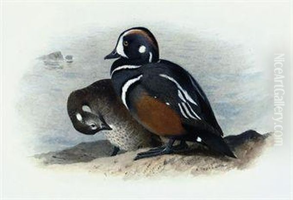 Harlequin Duck - view 1