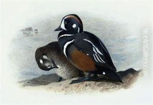 Harlequin Duck Harlequin Duck