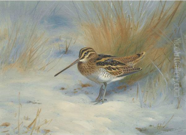 Snipe In The Snow - view 1
