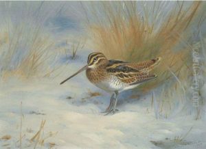 Snipe In The Snow