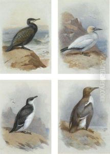 A Cormorant, A Gannet, A Guillemot And A Razorbill by Archibald Thorburn