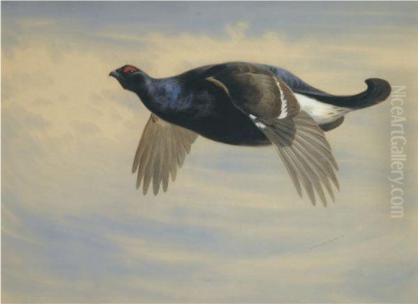 Blackcock In Flight - view 1