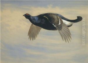Blackcock In Flight