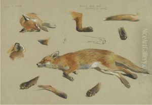 Studies Of A Recumbent Fox by Archibald Thorburn