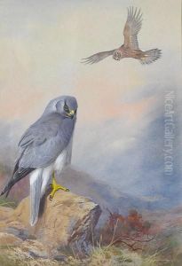 Hen Harrier by Archibald Thorburn