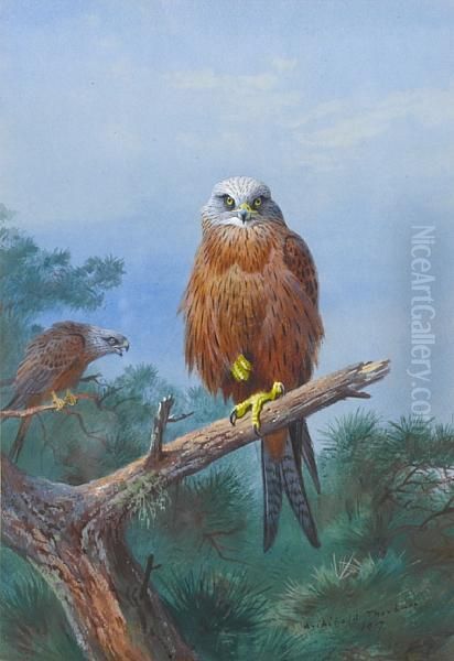 Red Kite - view 1