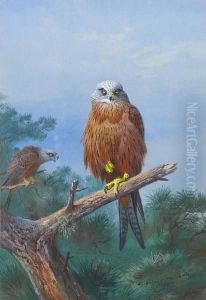 Red Kite by Archibald Thorburn