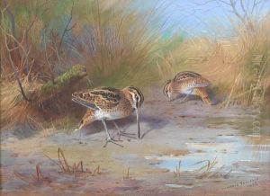 Pair Of Snipe