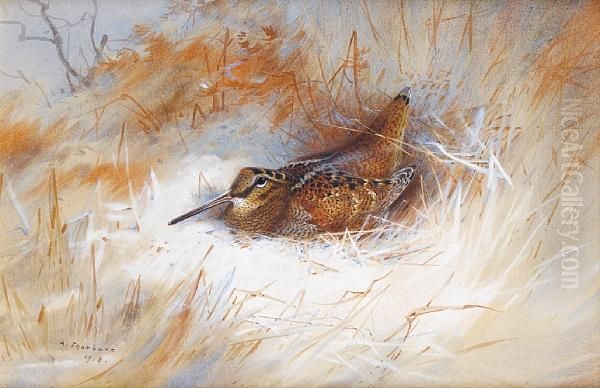 Woodcock - view 1