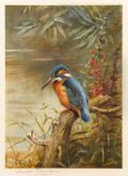 Kingfisher - view 1