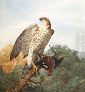 Sparrowhawk On A Branch With Quarry by Archibald Thorburn