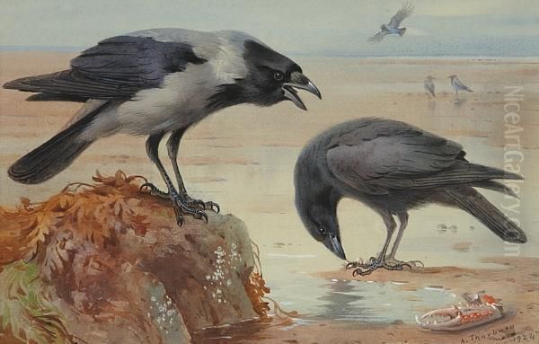 Hooded Crow And Carrion Crow - view 1