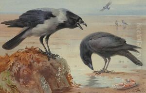 Hooded Crow And Carrion Crow by Archibald Thorburn