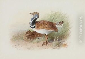 A Pair Of Little Bustards by Archibald Thorburn