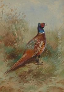 Cock Pheasant