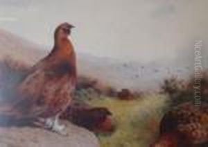 Grouse by Archibald Thorburn