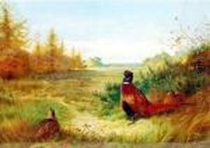 Pheasants At The Forest Edge With The Hunt In The Distance by Archibald Thorburn