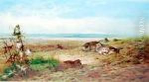 Partridges Resting On A Sandybank