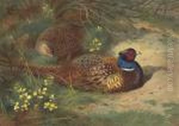 A Cock And Hen Pheasant In The Gorse - view 1