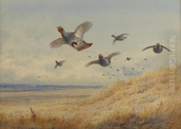 Partridge In Flight - view 1